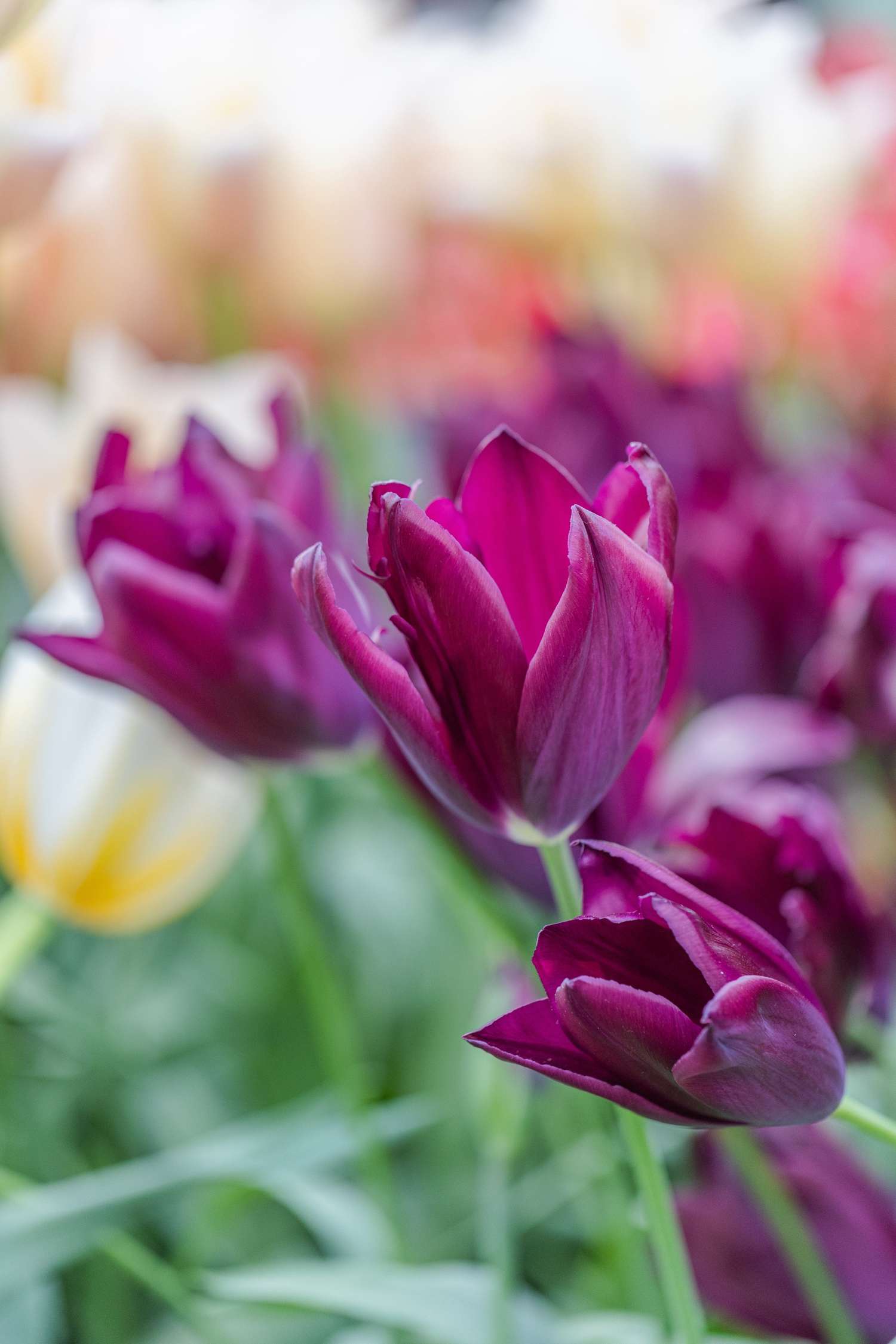 Tulppaani 'Havran'